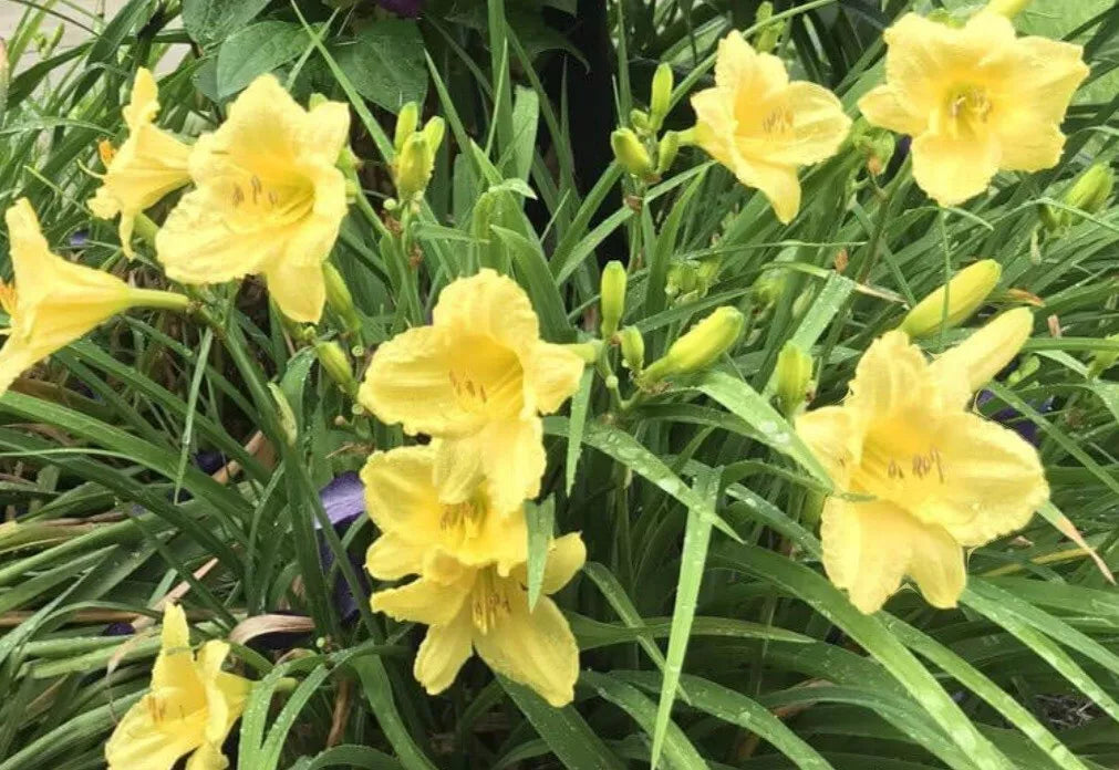 Lemon Yellow Stella Daylily Plants - Bare Root Pack of 2 - Hemerocallis 'Happy Returns' - Re-blooming Perennial Flowers