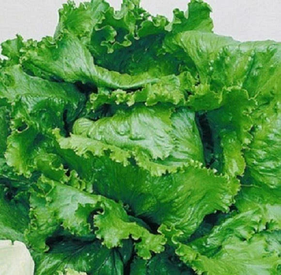 Lettuce Seeds - Great Lakes Crisphead - Non-GMO Fresh Seeds - Lactuca sativa - 200 Count for Home Gardens