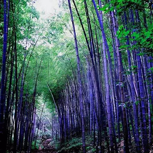 Rare Purple Bamboo Seeds 50pcs, Phyllostachys nigra var. henon, Unique Indoor/Outdoor Plant, Fast-Growing Bamboo Seeds
