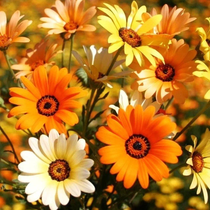 African Mix Daisy Seeds - 500+ Count - Colorful Cape Marigold - Arctotis spp. - Ideal for 2025 Garden Planting
