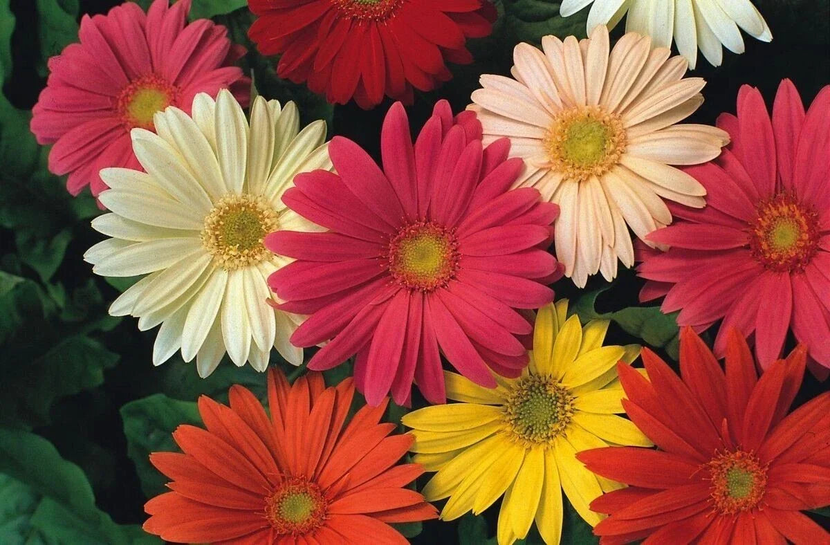 Gerbera Daisy Seeds - 200+ Count Jameson II Mix - Vibrant Colors - Gerbera jamesonii - Ideal for Garden & Containers