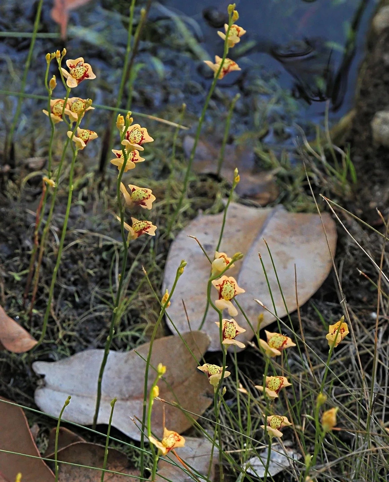 Utricularia fulva | 1" Plug | Bare Root Aquatic Bladderwort | Carnivorous Plant