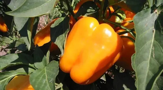 Orange King Bell Pepper Seeds - 10+ Organic Heirloom NON-GMO Sweet Peppers - Capsicum annuum - Home Gardening Supply