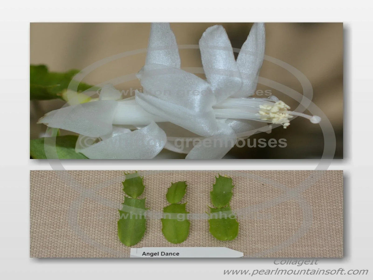 Thanksgiving/Christmas Cactus Cuttings - Schlumbergera "Angel Dance" - Healthy No Roots Plant Cuttings for Propagation