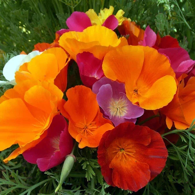 California Dreaming Mix Poppy Seeds - 200+ Pack - Eschscholzia californica - Non-GMO Garden Seeds for Vibrant Blooms