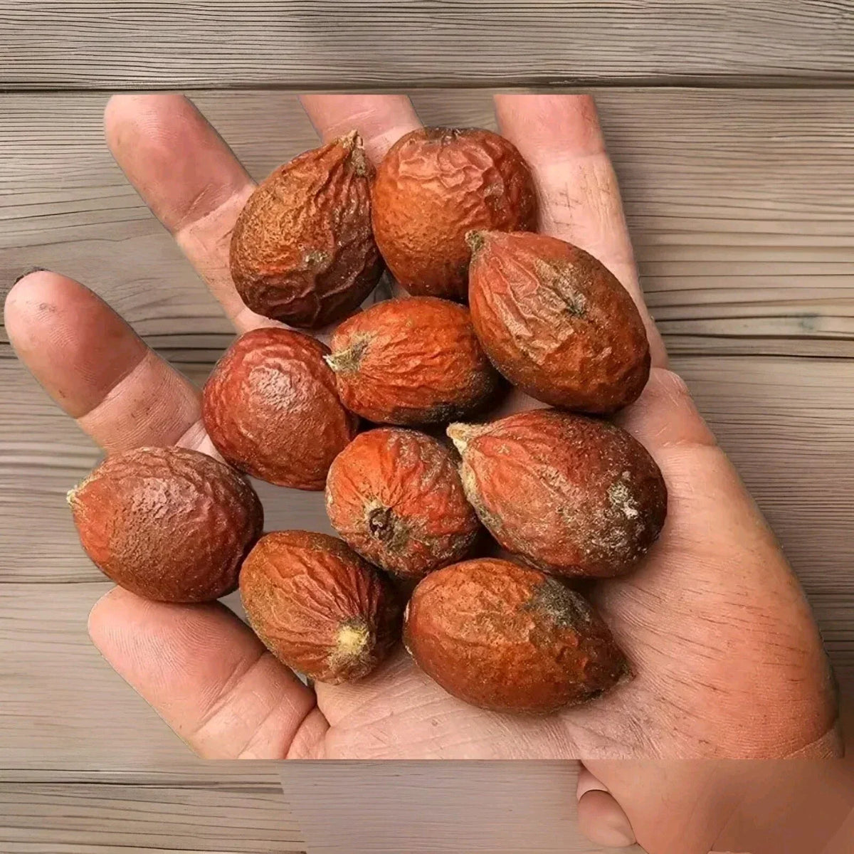 Sago Palm Seeds 10-Pack Float Tested Cycas revoluta Perennial Indoor Outdoor Planting Decor