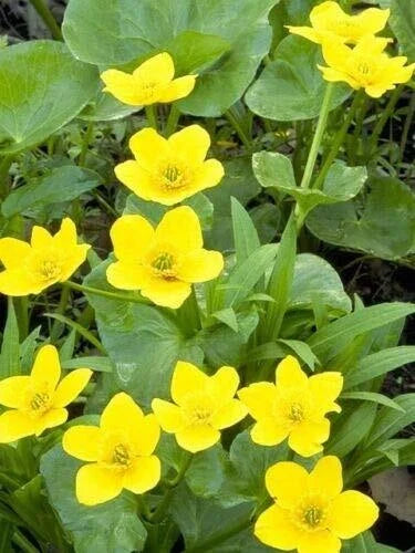 Yellow Swamp Marigold Seeds - 200 Count - Bidens aristosa mutica - Native Wildflower for Pollinator Gardens