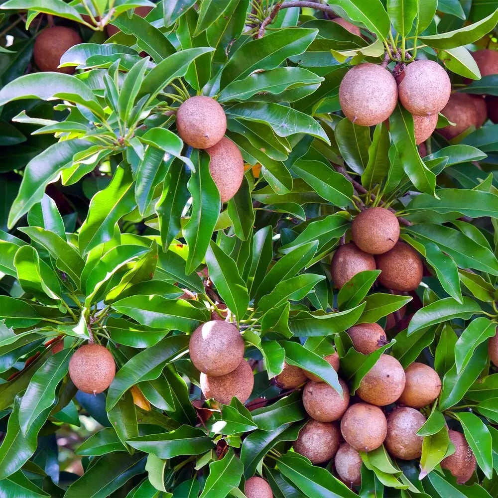 Sapodilla Tree Seeds - Tropical Chicle Variety - Manilkara zapota "Brown Sugar Fruit" - High Germination Rate, Sweet Flavor