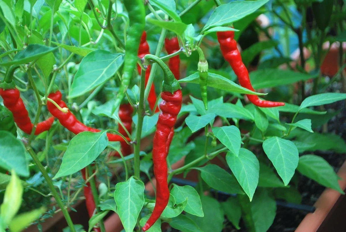 Cayenne Long Red Thin Pepper Seeds, NON-GMO, Capsicum annuum, Various Sizes for Gardening