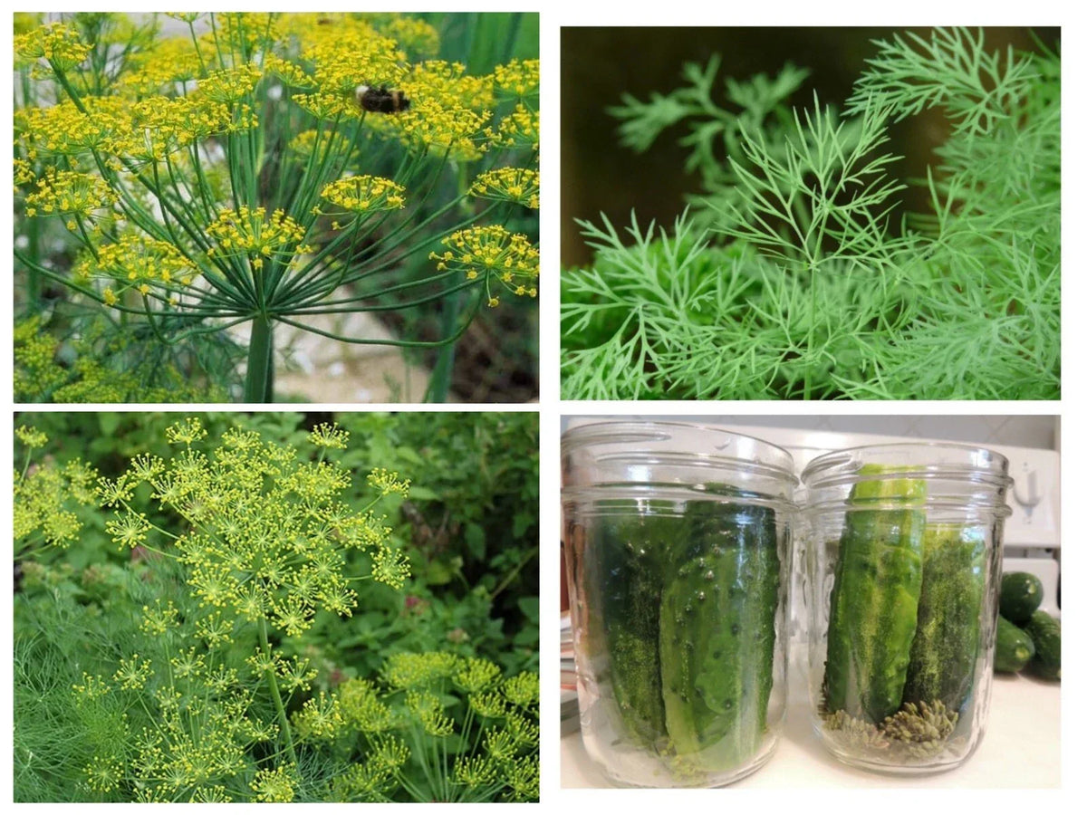 Polish Dill Seeds 300 Count - Non-GMO Organic Heirloom Culinary Herb Anethum graveolens for Gardening and Cooking