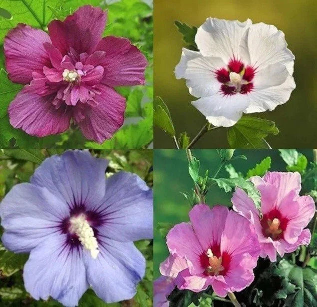 Mixed Colors Rose of Sharon Seeds - 50+ Variety Mix - Hibiscus syriacus - Non-GMO Flowering Shrub Seeds for Garden