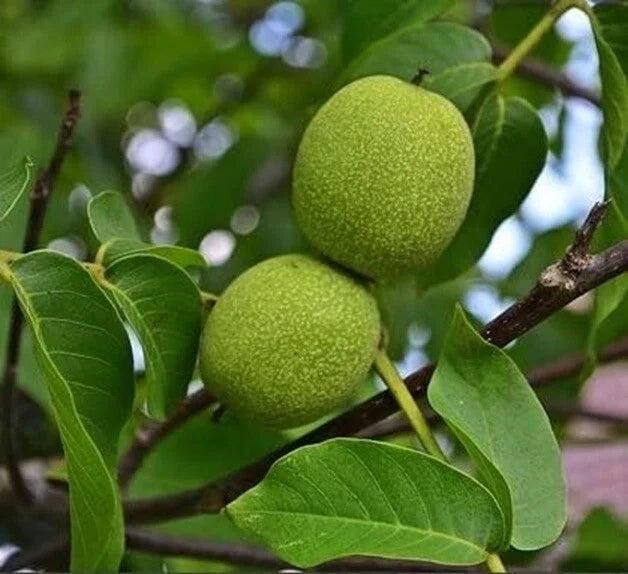 Live Black Walnut Tree 1-Year-Old Plant 10" Juglans nigra - Well-Rooted, Perfect for Gardens & Wildlife