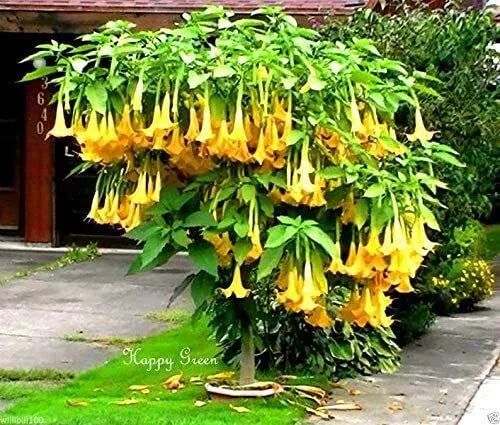 Yellow Trumpetbush Seeds - 20 Count - Tecoma stans - Rare Exotic Variety for Vibrant Gardens