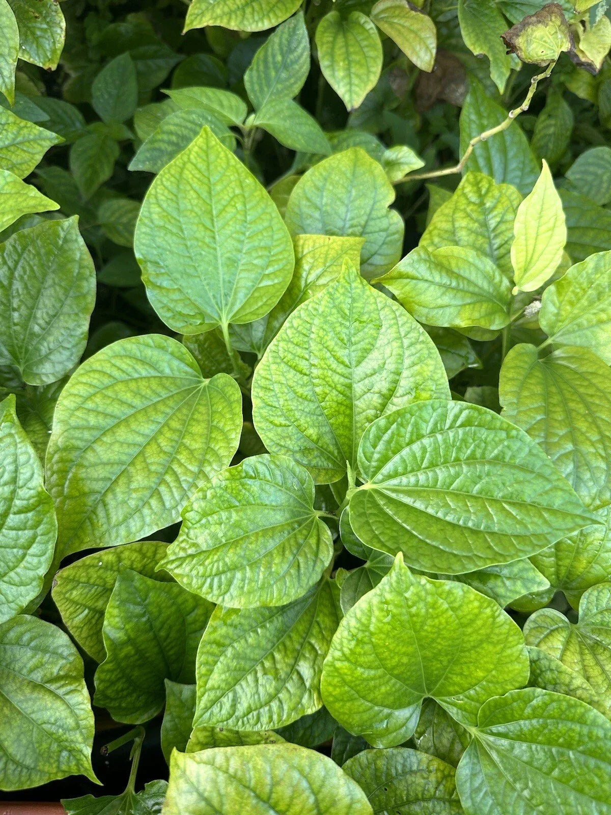 Natural Betel Leaves Stems 8-10" Lotol Texas (Lá Lốt) - Fresh Culinary Herb for Cooking, Piper lolot, 4 Stems