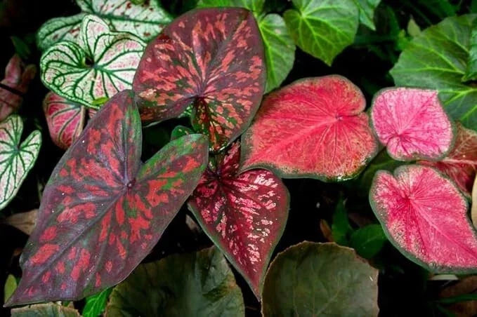 Mixed Color Caladium Bulbs - Fancy Mix, Easy to Grow Colorful Perennial, Caladium bicolor