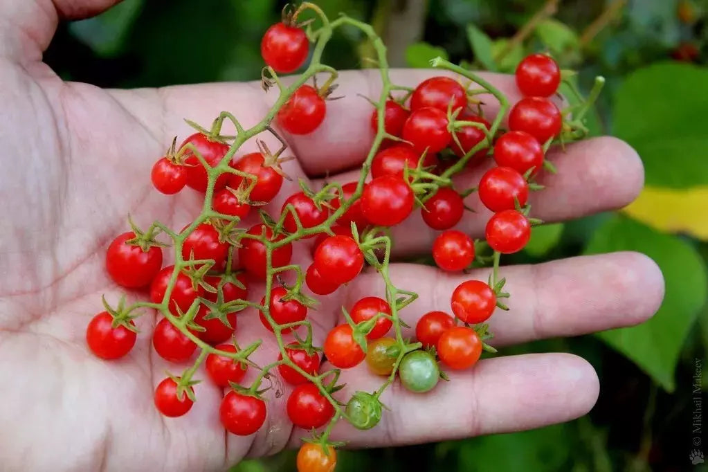 Sweet Pea Currant Tomato Seeds - 30+ Rare Tiny Seeds - High Yield Heirloom - Solanum lycopersicum 'Sweet Pea Currant'