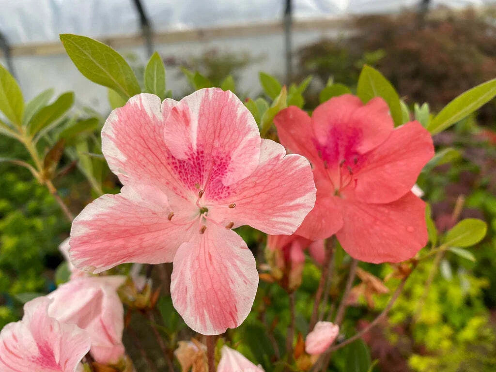 Azalea Starter Plant 4-Inch Multi-Color Peachy Pink Blooms Rhododendron spp. - Easy to Grow Garden Addition