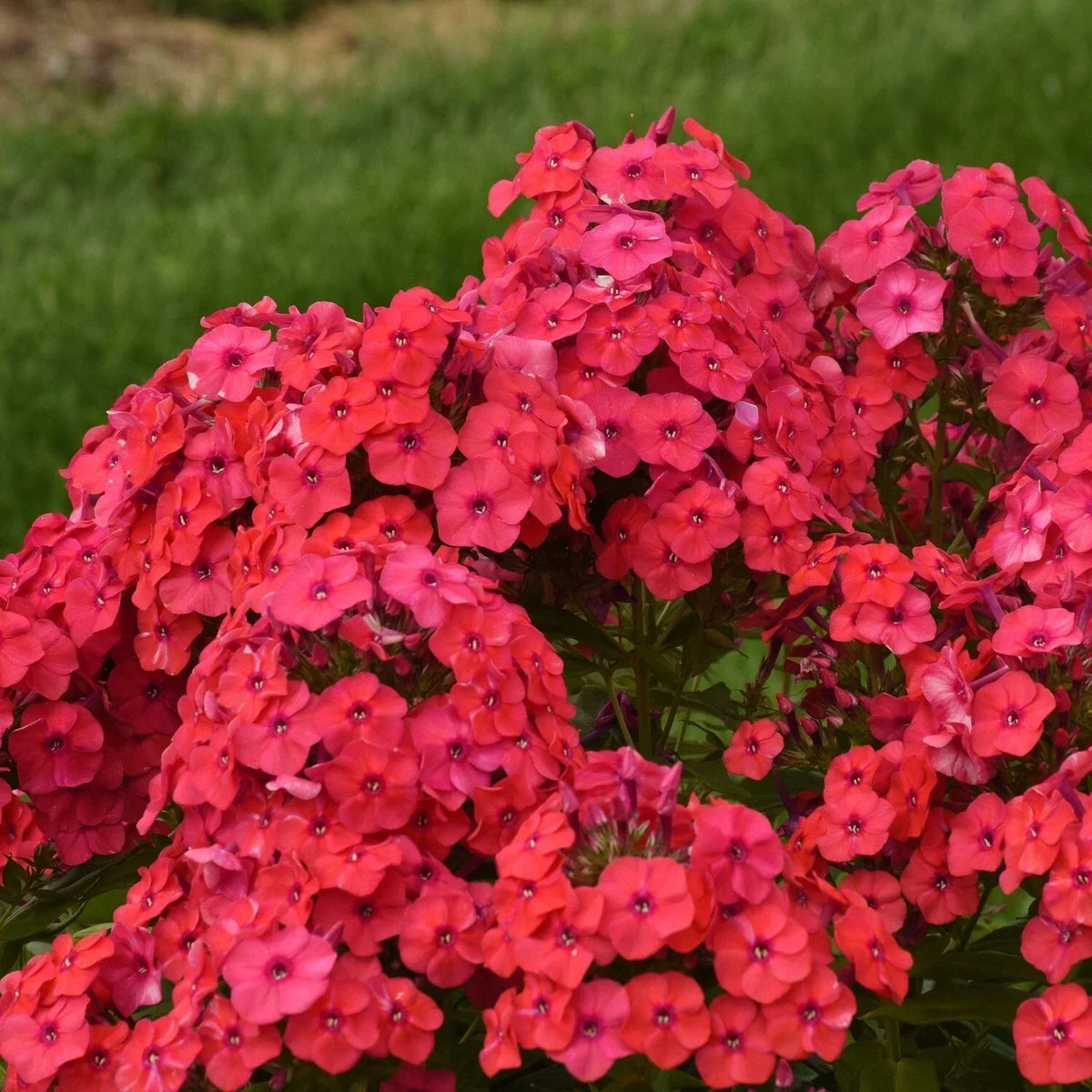 Sunset Coral Phlox Seeds - 100+ Seeds for Planting - Phlox paniculata - Vibrant Coral Blooms - USA Garden Flowers