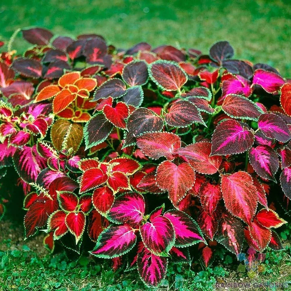 Coleus Seeds - 25+ Mixed Varieties for Colorful Foliage - Plectranthus scutellarioides - Easy to Grow Garden Plants