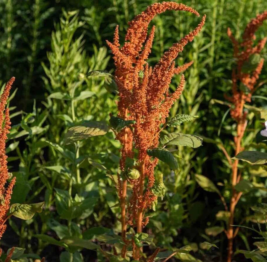 Amaranthus Seeds - 25 Organic Hot Biscuits Mix - Edible Ornamental Plant - Non-GMO Amaranthus cruentus