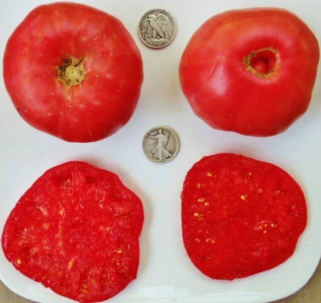 Mortgage Lifter Tomato Seeds - 25 Pack - Heirloom Variety - Solanum lycopersicum - Non-GMO, Delicious Homegrown Tomatoes
