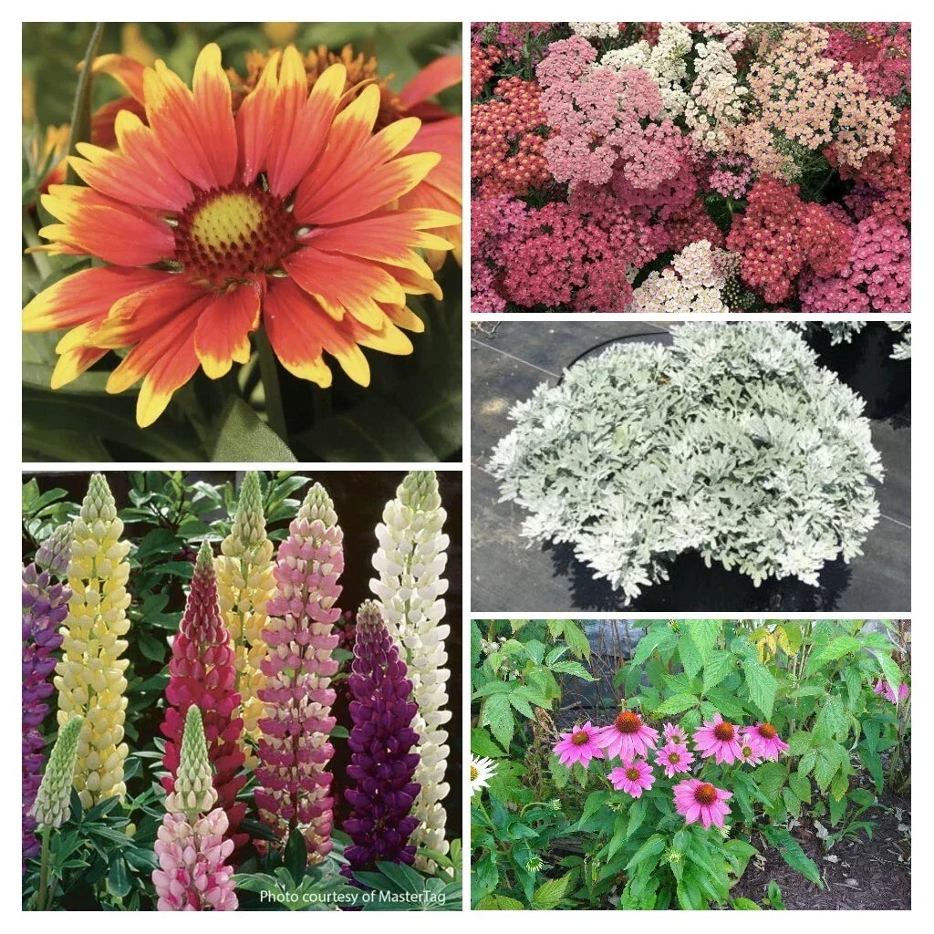 SunnySide Up Perennial Collection 5 Baby Plugs Yarrow Echinacea Lupine Artemisia Gaillardia Live Starter Plants