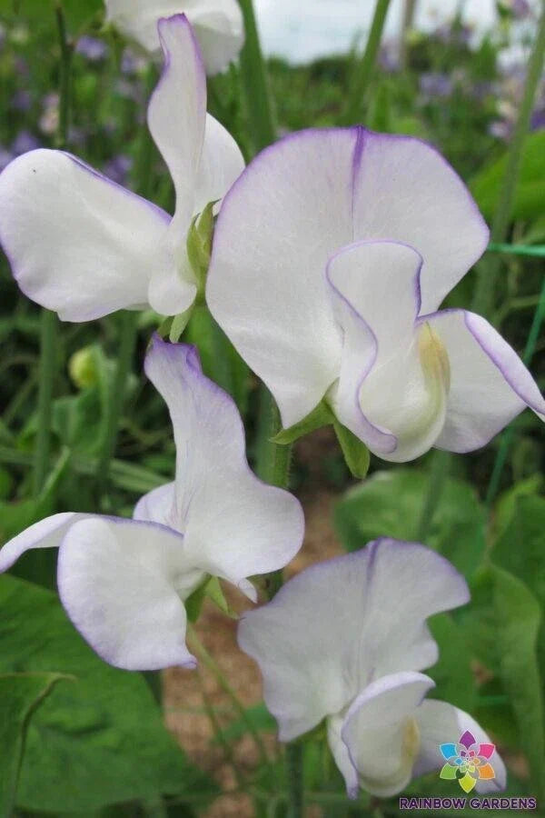 Romeo Sweet Pea Seeds - 50+ Pack - Lathyrus odoratus - Non-GMO, USA Grown, Fragrant Climbing Vine Flowers