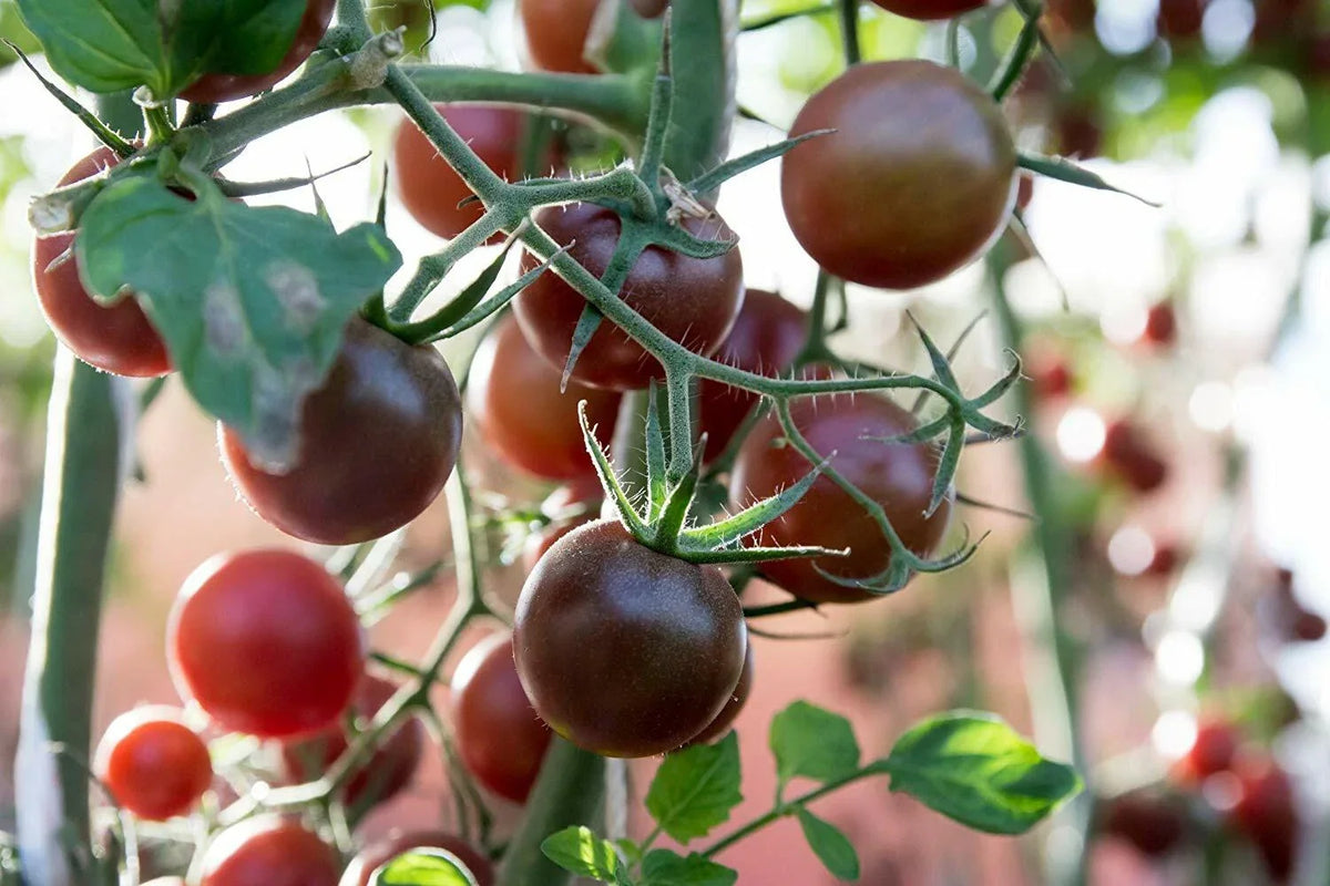 Black Prince Tomato Seeds - Non-GMO, Heirloom, Low Acidic, Solanum lycopersicum, Siberian Variety, Gourmet Flavor