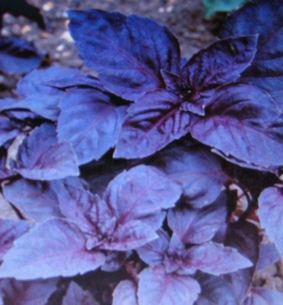 Dark Opal Basil Seeds - 100 Gourmet Seeds - Ocimum basilicum 'Dark Opal' - Non-GMO Culinary Herb for Gardens and Pots