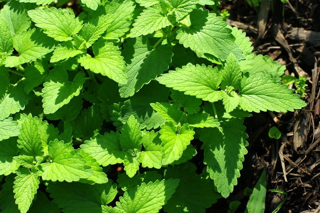 Catnip Seeds 1000 Count - Organic Catmint (Nepeta cataria) - Non-GMO Herbal Plant for Cats - Easy to Grow Perennial Herb