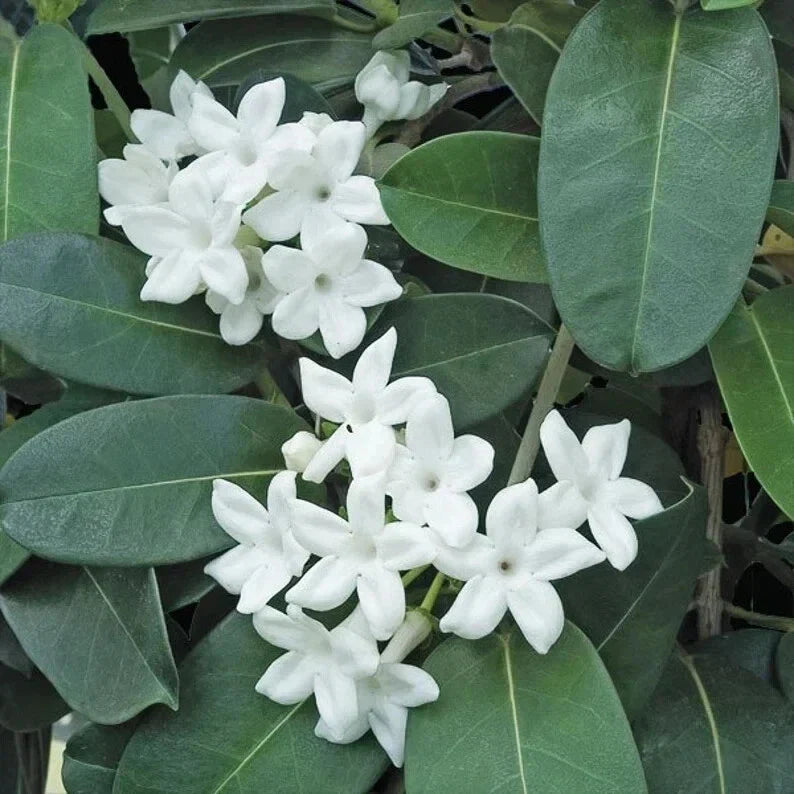 Madagascar Jasmine Starter Plant - Small Rooted Stephanotis floribunda - Fragrant Flowering Houseplant - Green Leaf