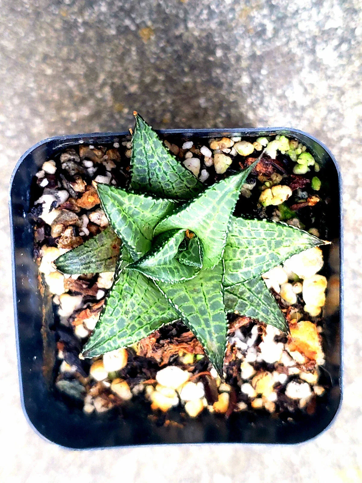 Haworthia Venosa Spp Tesselata Potted Plant - 2" Rare Succulent - Indoor Low Maintenance Cactus - Haworthia Venosa