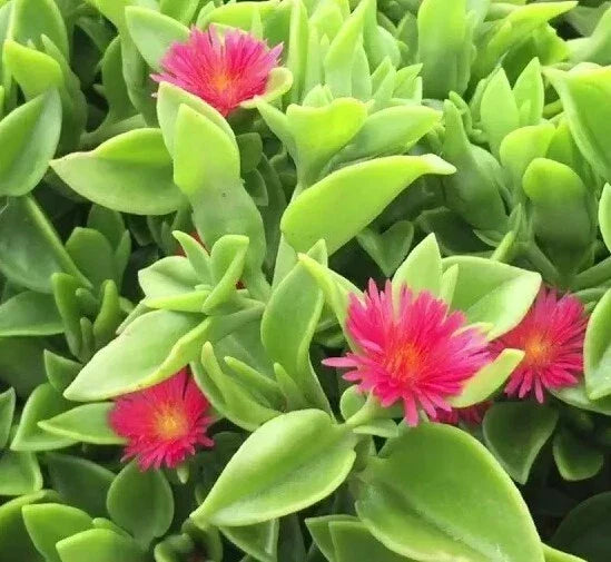 Aptenia Cordifolia Red Apple Sun Rose Cuttings - 48 Pcs for Rooting - Vibrant Succulent Plant with Red Blooms