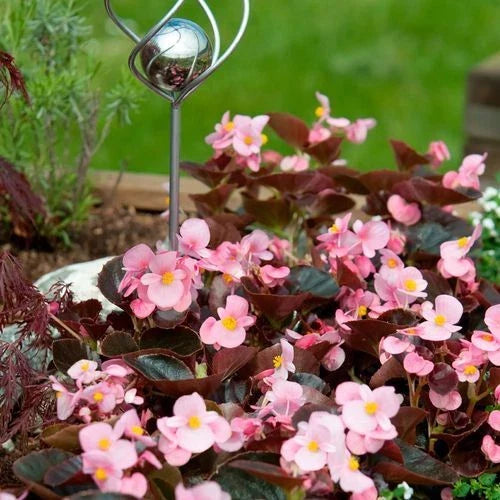 Begonia Seeds - 500 Count - Cocktail Brandy Variety - Begonia x tuberhybrida - Vibrant Blooms for Indoor/Outdoor Gardening