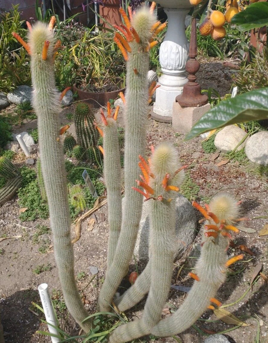 Cleistocactus Hyalacanthus Frosty Torch Cactus - 1 Rooted Double Arm Orange Plant - Rare Silver Succulent for Indoor/Outdoor