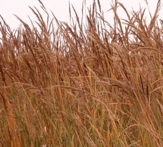 Indian Grass Seeds - 600+ Perennial Ornamental Plants - Sorghastrum nutans - Drought-Tolerant, Attracts Pollinators