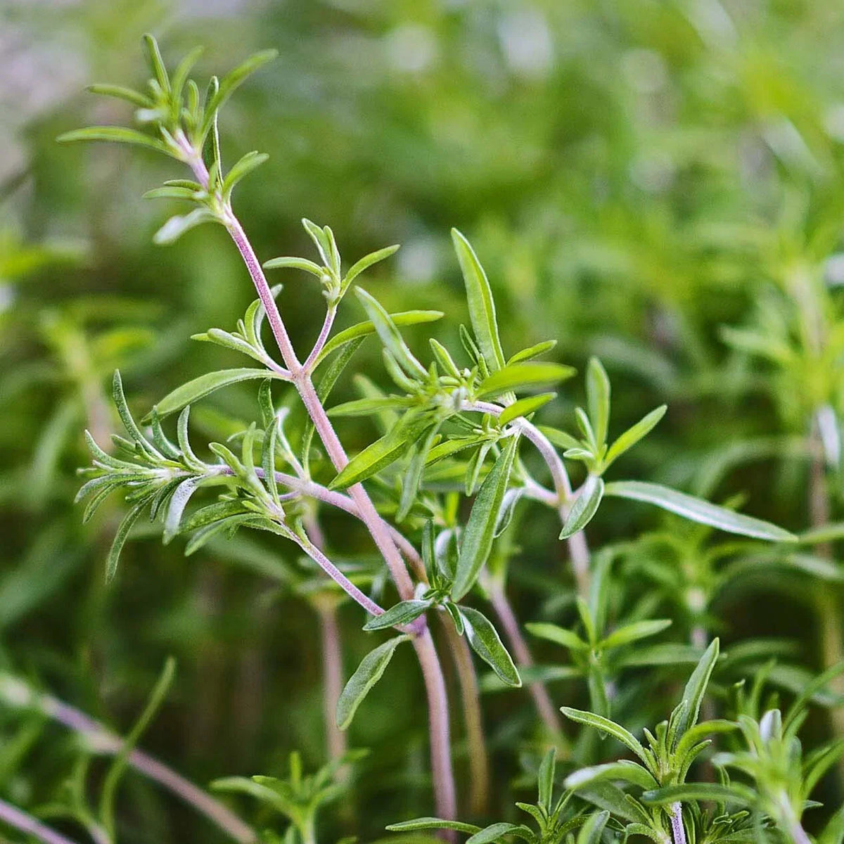 Summer Savory Herb Seeds - 200 Heirloom Seeds - Satureja hortensis - Aromatic Culinary Garden Plant