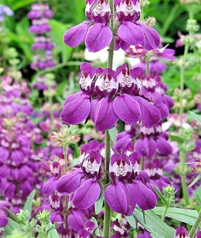 500+ Chinese Houses Flower Seeds - Collinsia heterophylla - Native Wildflower for Summer Garden, Patio & Container