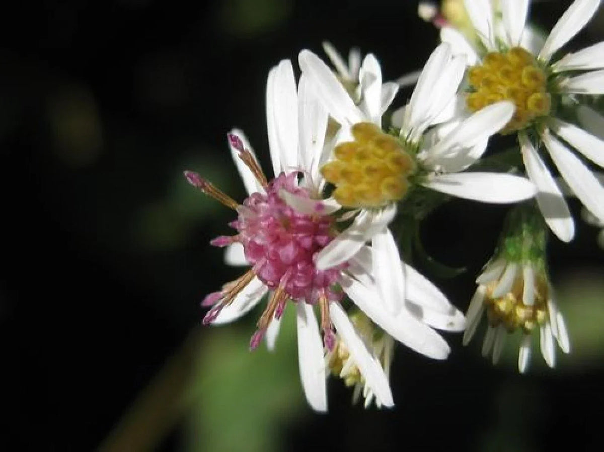 Calico Aster Seeds - 100+ Seeds - Wildflower Plant - Symphyotrichum lateriflorum - White & Purple Blooms - Perennial Garden