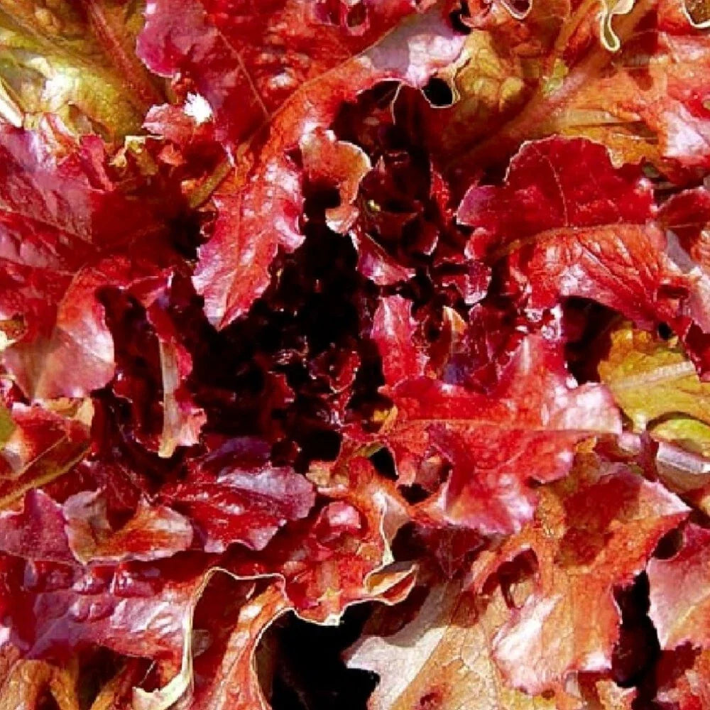 Red Salad Bowl Lettuce Seeds | Heirloom NON-GMO | Lactuca sativa | Perfect for Home Gardening and Container Planting
