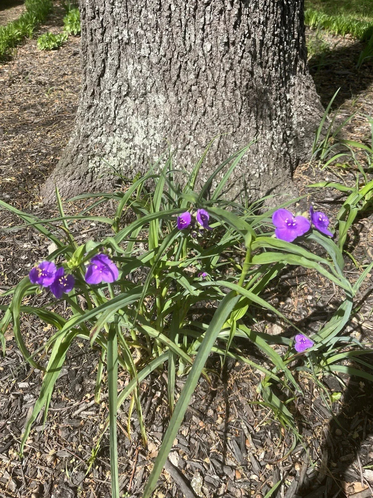 Spiderwort Plants 25 Bare Root Tradescantia Virginiana Purple-Blue Drought-Resistant Perennial for Medium Sun to Partial Shade