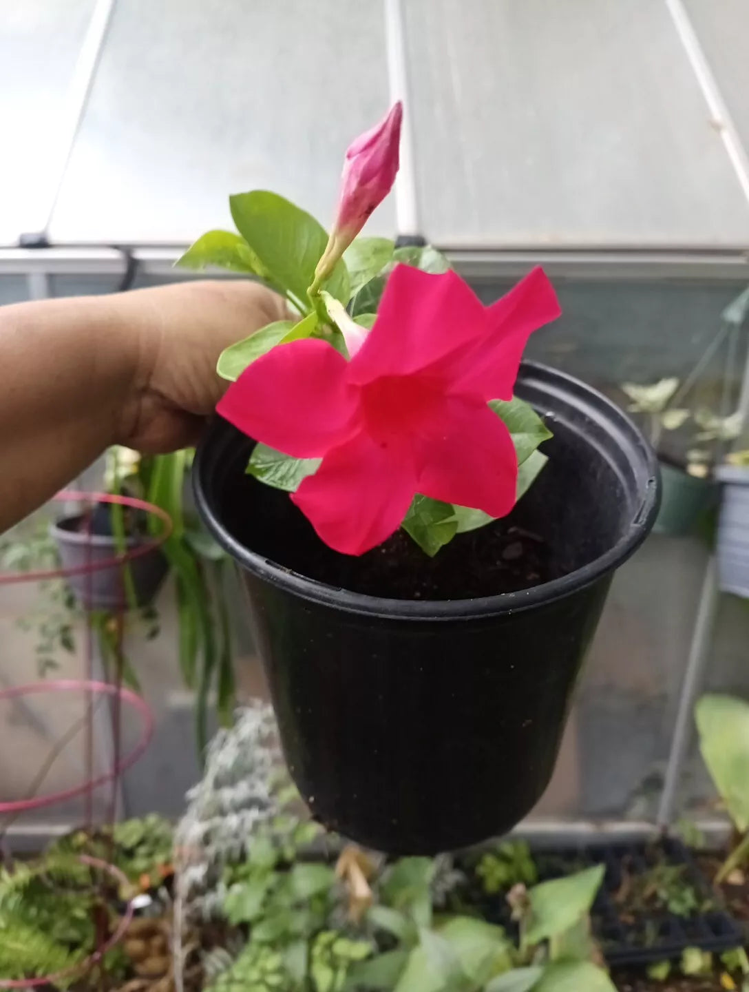Mandevilla Plant in Gallon Pot - Tourmaline Fuchsia - Red Flowering Climbing Vine - Mandevilla sanderi - Garden Decor