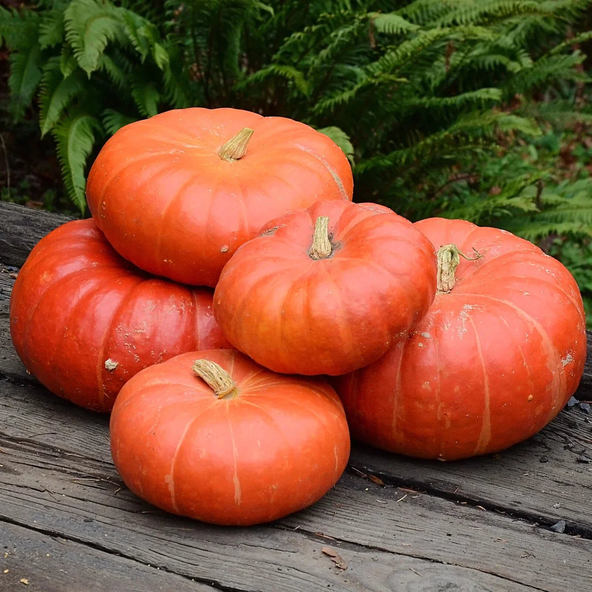 Cinderella Pumpkin Seeds - 30+ Heirloom Seeds - Cucurbita pepo - Unique Orange Squash for Home Gardening & Fall Decor