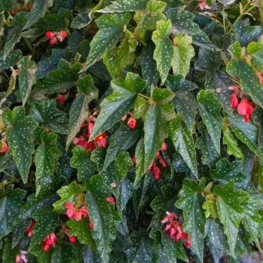 Angel Wing Begonia Starter Plant, Lois Burke Variety, Rooted House Plant, Begonia corymbifera, Perfect for Indoor Gardening