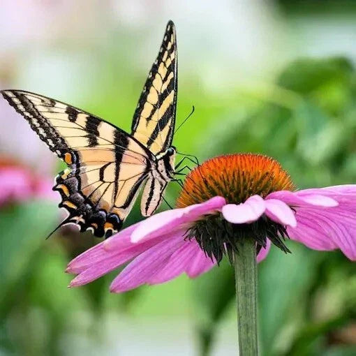 Purple Cone Flower Seeds 200 Count Echinacea Purpurea Vibrant Purple Blooms for Pollinators and Gardens