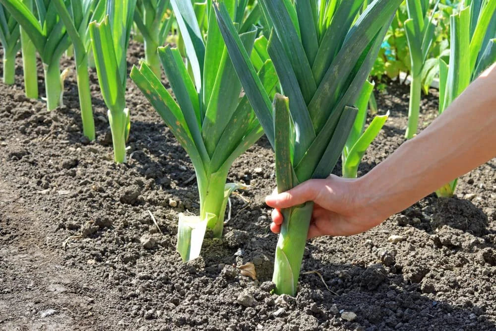 Leek Seeds for Planting - 50+ Fresh Garden Seeds - Allium ampeloprasum - Ideal for Salads and Soups
