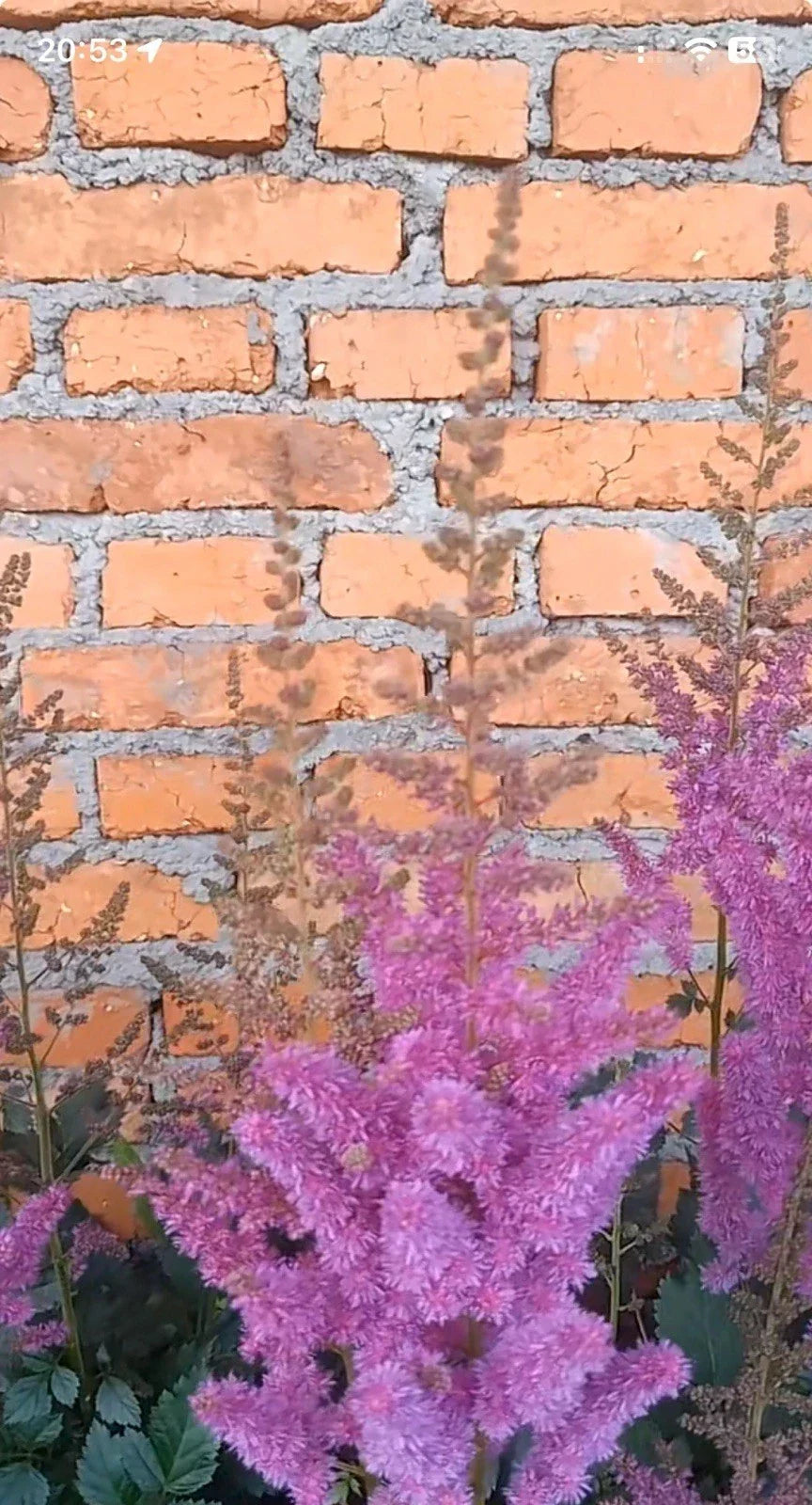 Astilbe Purple Lance Plant - 1pc Bare Root - Summer Flower for Shade Garden - Astilbe chinensis 'Purple Lance'