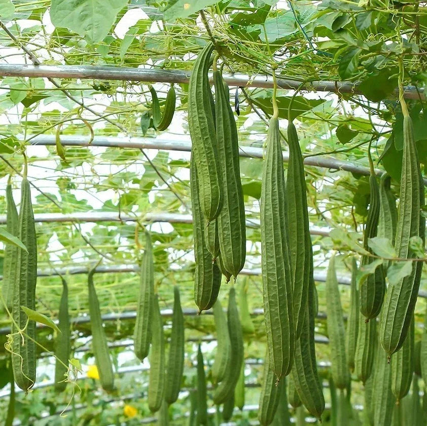 Ridge Gourd Luffa Live Plant 4" Pot - Luffa Acutangula Climbing Vegetable for Cooking and Nutrition