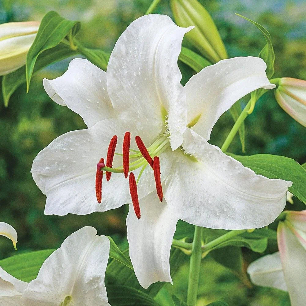 Oriental Lily Bulb 16-18CM White Casa Blanca Fragrant Lilium 'Casa Blanca' for Garden Bouquets and Floral Displays