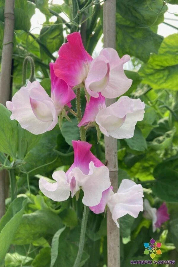 Sweet Pea Seeds - 50+ Pack - Sunshine Pink Bicolour - Lathyrus odoratus - Garden Flower Seeds - USA